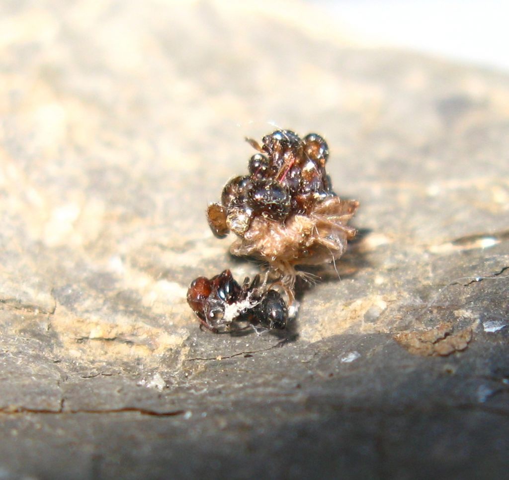 Larva di  Pseudomallada (ex Dichochrysa) sp. (Chrysopidae)